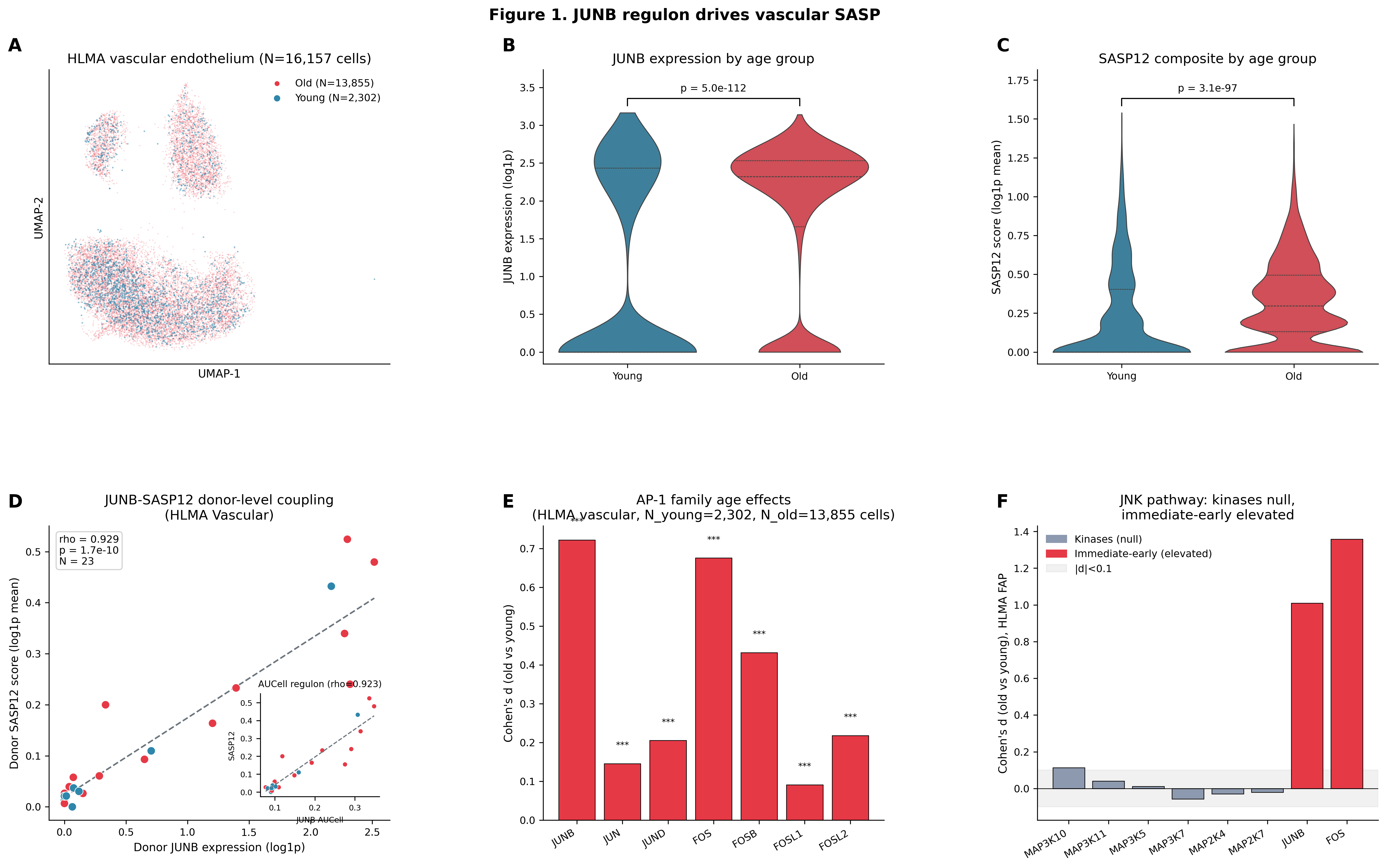 Figure 1: JUNB/AP-1 activity is tightly coupled to vascular SASP